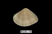 藏品(花蛤)的圖片